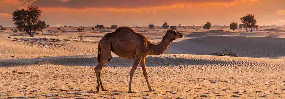 morning desert safari Dubai